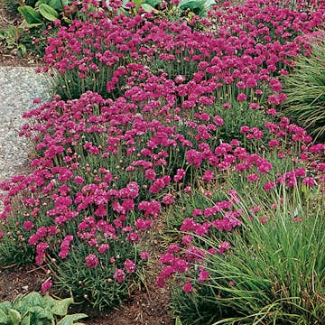 Planta Omnia Garden Strandtrift Dusseldorfer Stolz