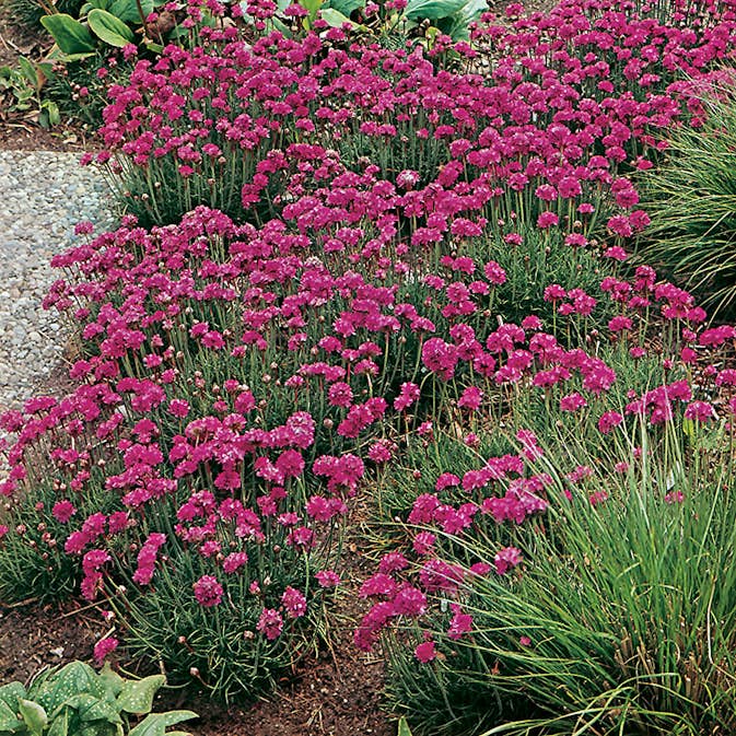 Planta Omnia Garden Strandtrift Dusseldorfer Stolz