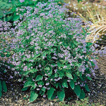 Planta Omnia Garden Kaukasisk Förgätmigej