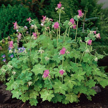 Planta Omnia Garden Flocknäva