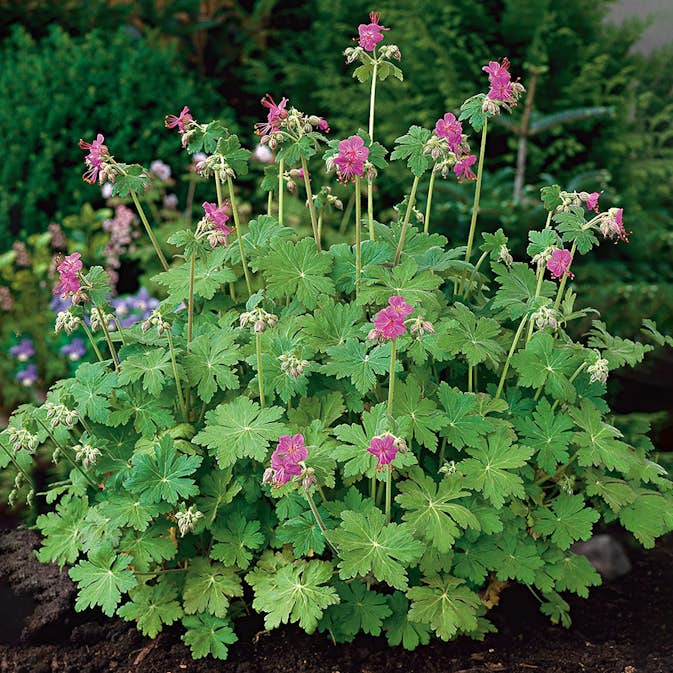 Planta Omnia Garden Flocknäva