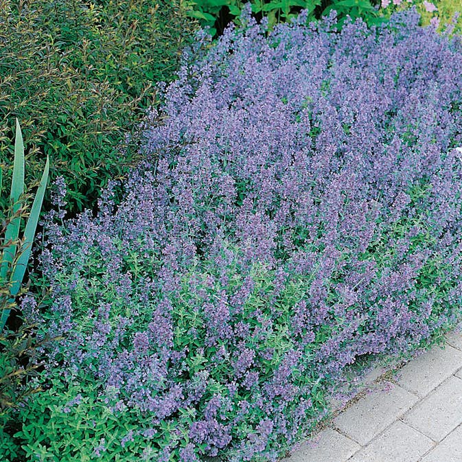Planta Omnia Garden Kantnepeta