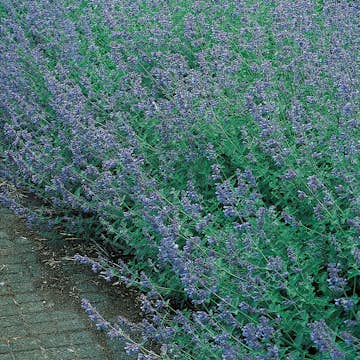 Planta Omnia Garden Kantnepeta Six Hills Giant