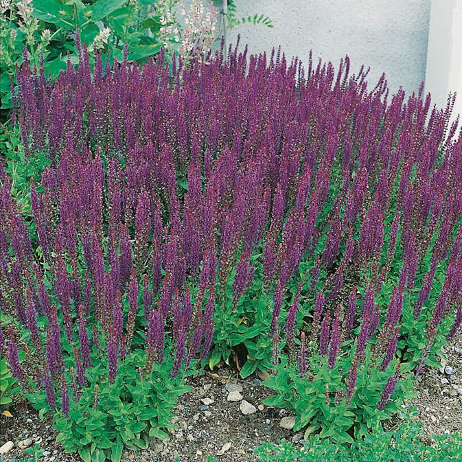 Planta Omnia Garden Stäppsalvia Ostfrisland