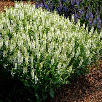 Planta Omnia Garden Stäppsalvia Schneehügel