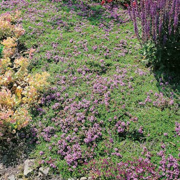 Planta Omnia Garden Backtimjan