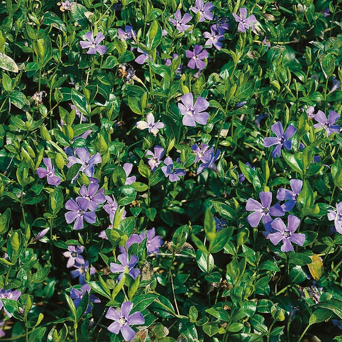 Planta Omnia Garden Vintergröna