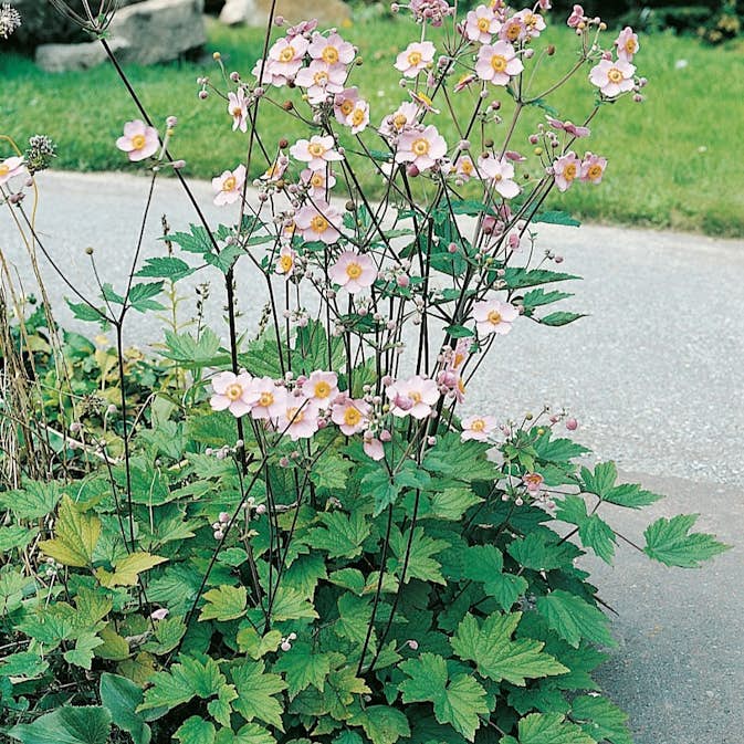 Planta Omnia Garden Höstanemon Königin Charlott