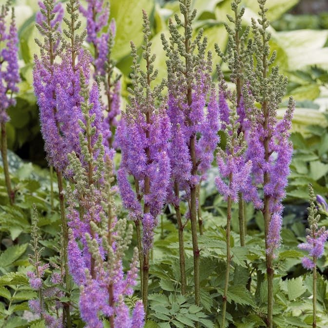 Planta Omnia Garden Dvärgastilbe