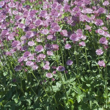 Planta Omnia Garden Stjärnflocka Major Roma