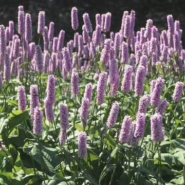 Planta Omnia Garden Stor Ormrot