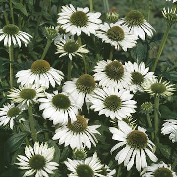 Planta Omnia Garden Solhatt Alba