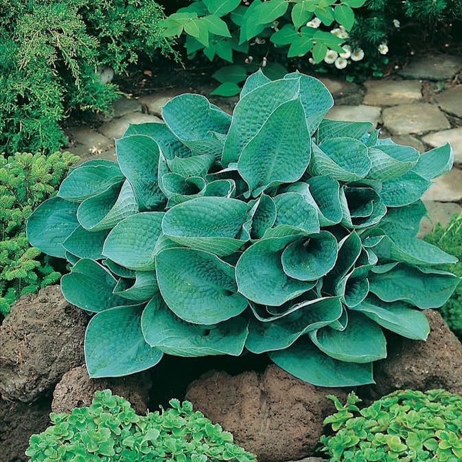 Planta Omnia Garden Funkia Big Daddy