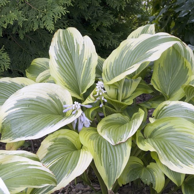 Planta Omnia Garden Blomsterfunkia Fortunei Aureomarginata