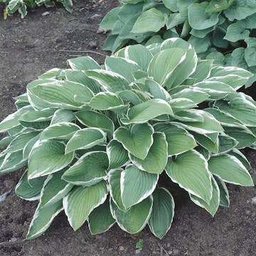 Planta Omnia Garden Blomsterfunkia Francee