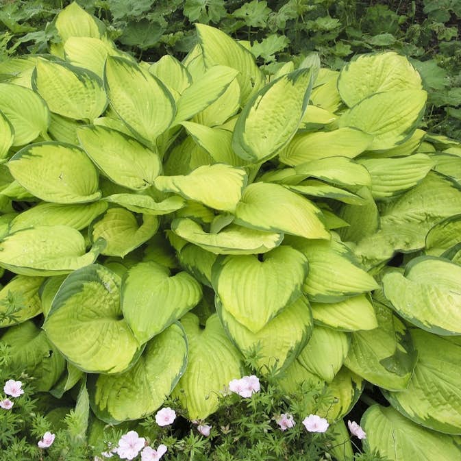 Planta Omnia Garden Blomsterfunkia Gold Standard