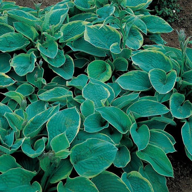 Planta Omnia Garden Daggfunkia Sieboldiana Frances Williams