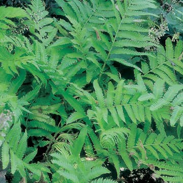 Planta Omnia Garden Japansk strutbräken