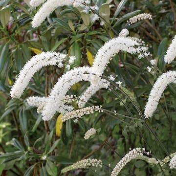 Planta Höstsilverax Omnia Garden Brunette