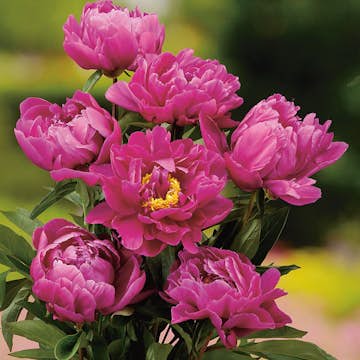Luktpion Omnia Garden Karl Rosenfield