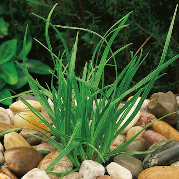 Planta Omnia Garden Vårälväxing