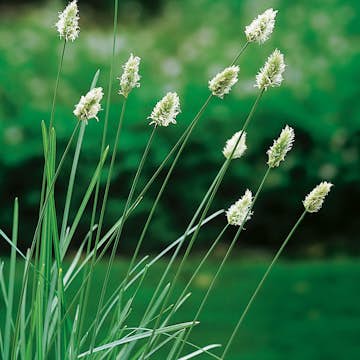 Planta Omnia Garden Glansälväxing