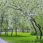 Prydnadsbuske Hägg Omnia Garden 100-125cm