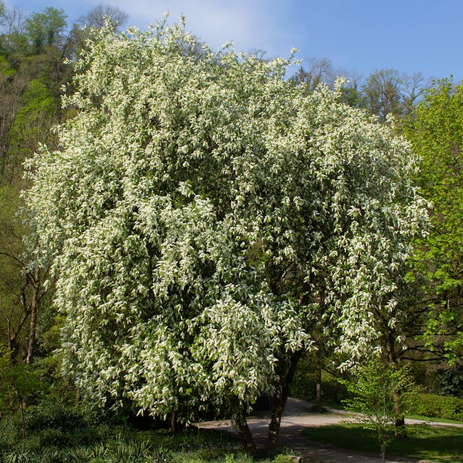 Prydnadsträd Omnia Garden Hägg, Vit Blomning & Grönt Lövverk, 120-175 cm