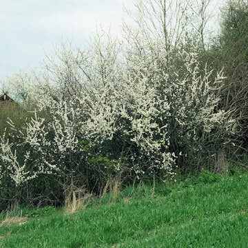 Häck Omnia Garden Hägg 50-80 cm