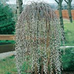 Prydnadsträd Hängsälg Omnia Garden Grönt Lövverk med Grenrik Krona 100-120 cm