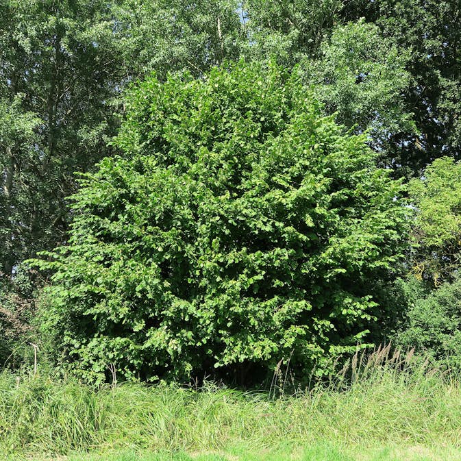 Buske Hassel Omnia Garden 150-200cm