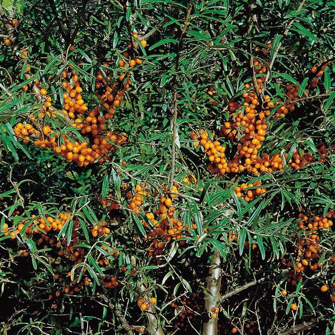 Buske Havtorn Omnia Garden Svenne E Hanplanta