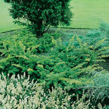 Idegran Omnia Garden Summergold 30-40 cm