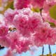 Körsbärsträd Omnia Garden Japanskt Prunus Kanzan 100-120 cm