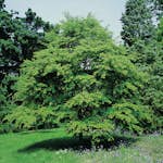 Prydnadsbuske Omnia Garden Katsura- Brödträd med Hjärtformade Blad 125-150cm
