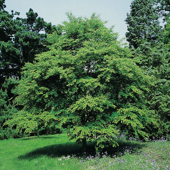 Prydnadsbuske Omnia Garden Katsura- Brödträd med Hjärtformade Blad 125-150cm