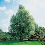 Prydnadsträd Omnia Garden Klotpil, Grönt Lövverk, Lättodlad & Lättskött, 150-200 cm