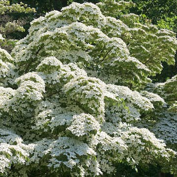 Prydnadsbuske Omnia Garden Koreansk Blomsterkornell