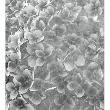 Fototapet Dimex Apple Tree Abstract III