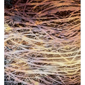 Fototapet Dimex Hay Abstract I