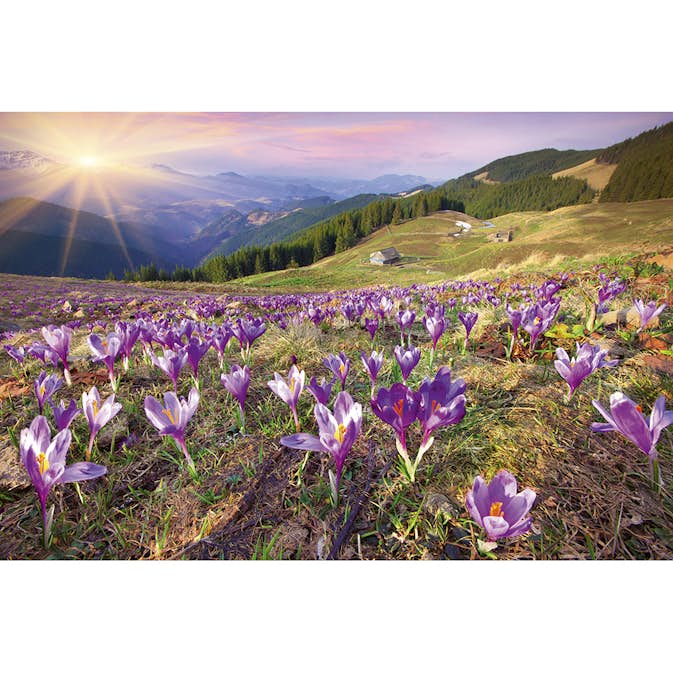 Tapet Dimex Crocuses at Spring