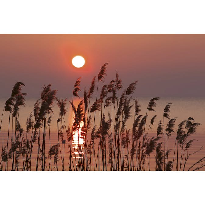 Tapet Dimex Reed
