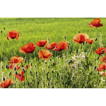 Tapet Dimex Poppy Field