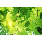 Tapet Dimex Green Leaves