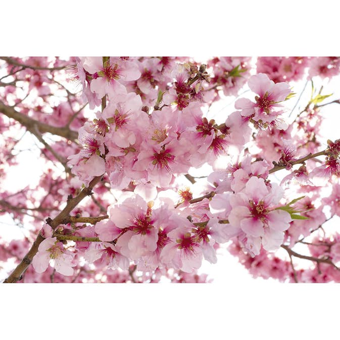 Tapet Dimex Apple Blossom