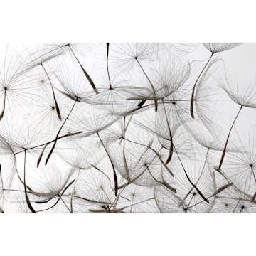 Tapet Dimex Dandelion Seeds