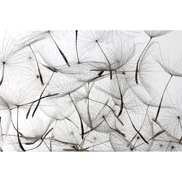 Tapet Dimex Dandelion Seeds
