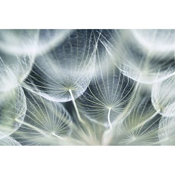 Tapet Dimex Dandelion Macro
