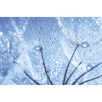 Tapet Dimex Dandelion Water Drops