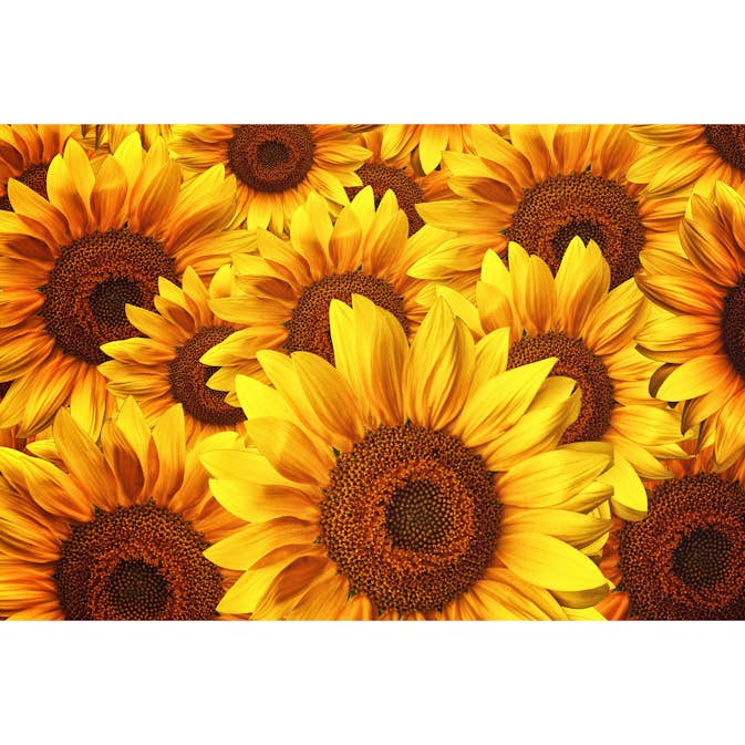 Tapet Dimex Helianthus